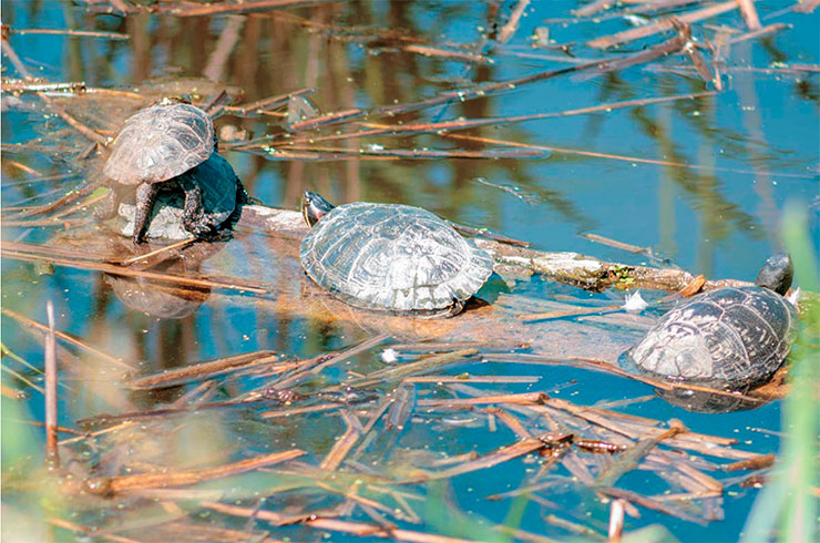 Болотная черепаха кормится в течение дня, предпочитая утренние часы. Терморегуляция у нее поведенческая: черепаха может долго греться на солнце, периодически уходя в воду. Фото из архива заповедника «Белогорье»