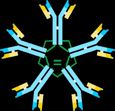 Молекула свободного антитела IgM представляет собой пентамер, состоящий из пяти одинаковых мономеров. © CC BY-SA 2.5/ Artur Jan Fijałkowski
