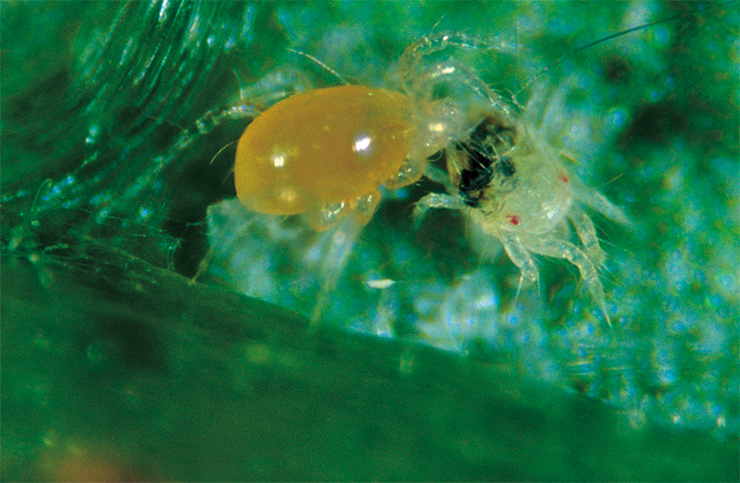 Хищные клещи Phytoseiulus persimilis по своим размерам (0,2–0,8 мм) лишь немногим превышают своих жертв – паутинных клещей. Самки крупнее самцов и имеют более округлую форму. Особи в подвижных фазах окрашены в розово-красный цвет. Яйца отличаются от яиц паутинного клеща более крупными размерами и овальной формой. Вверху – фитосейулюс атакует паутинных клещей. © Scarab Solutions, фото Nigel Cattlin