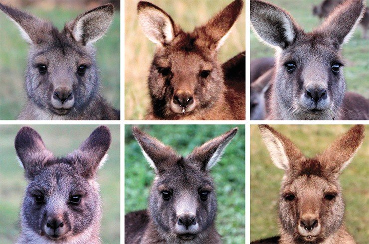 «Физиономии» всех кенгуру имеют свои уникальные черты, по которым наметанный глаз может не только различить отдельных особей, но даже определить их пол и примерный возраст 