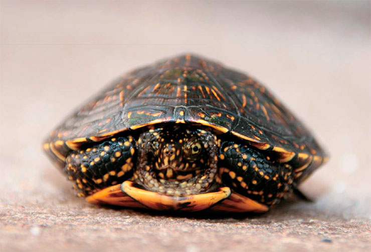 Европейская болотная черепаха – популярный вид для содержания в неволе. Вверху – молодая особь из Австрии. © CC BY 2.0/Marijan Tunjic