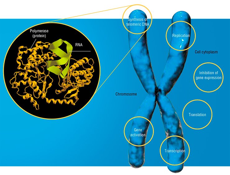A multitude of diverse RNAs is involved into most important processes in the cell, from replication (DNA duplication) to regulation of individual gene expression. Top, a fragment of telomerase (catalytically active RNA–protein complex, providing for synthesis of terminal chromosomal regions