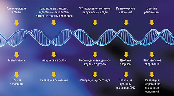 Повреждения ДНК могут вызываться разными агентами. Алкилирующие соединения химически присоединяют к ДНК метильную группу, что вызывает нарушение ее структуры и стабильности. Повреждают структуру ДНК окислительные процессы, ультрафиолет и рентгеновское излучение, мутагены окружающей среды. И, наконец, случаются ошибки репликации. Система репарации способна все это исправить