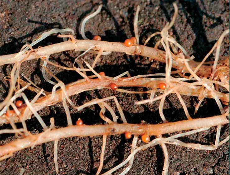 Эти яркие «шарики» на корнях картофеля – защитные цисты золотистой нематоды Globodera rostochiensis, образующиеся из покровов самок после завершения их развития. В цистах успешно зимуют яйца и подвижные инвазионные личинки паразита. Фото В. Чижова