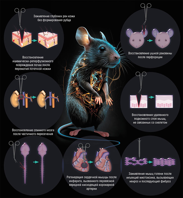 Уникальные для млекопитающего возможности регенерации различных органов и тканей были обнаружены у иглистых мышей в ряде лабораторных исследований по экспериментальному моделированию патологий. Изучение способностей к регенерации у этой группы грызунов продолжается. По: (Sandoval and Maden, 2020)