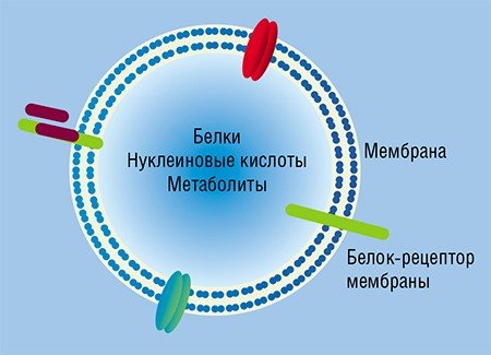 Нуклеиновые кислоты, в том числе и РНК, путешествуют по организму в составе специальных частиц типа микровезикул (вверху), являющихся своего рода «почтой» в мембранных «конвертах», которую клетки посылают друг другу 