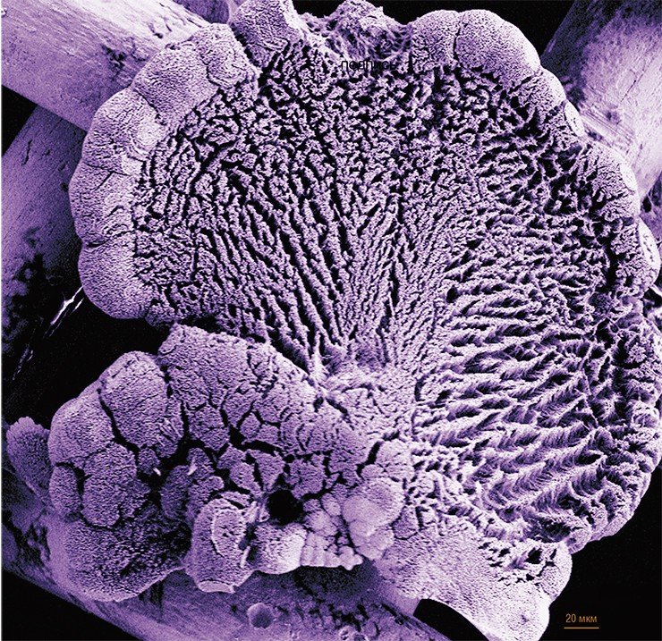 Такие «грибы» из сплава Pd-Ni получаются, как и другие аналогичные им мезоструктры, в результате самоорганизации вырастающих из мембраны нанопроводов