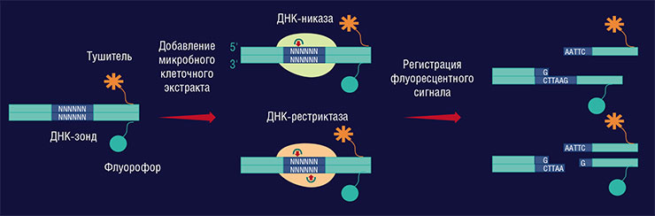 Для определения активности ферментов рестрикции в клеточном бактериальном экстракте используют ДНК-зонды с флуоресцентной меткой. Для детекции применяют метод флуоресцентного резонансного энергетического переноса (FRET). В этом случае детектирующая молекула содержит разные метки-красители – донора (флуорофор) и акцептора (тушитель флуоресценции). Характерной чертой переноса энергии от донора к акцептору является тушение флуоресценции первого и возникновение более длинноволновой флуоресценции второго. Скорость этого процесса зависит от расстояния между объектами. Расщепление ДНК-зонда приводит к появлению флуоресцентного сигнала за счет пространственного отдаления тушителя и флуорофора