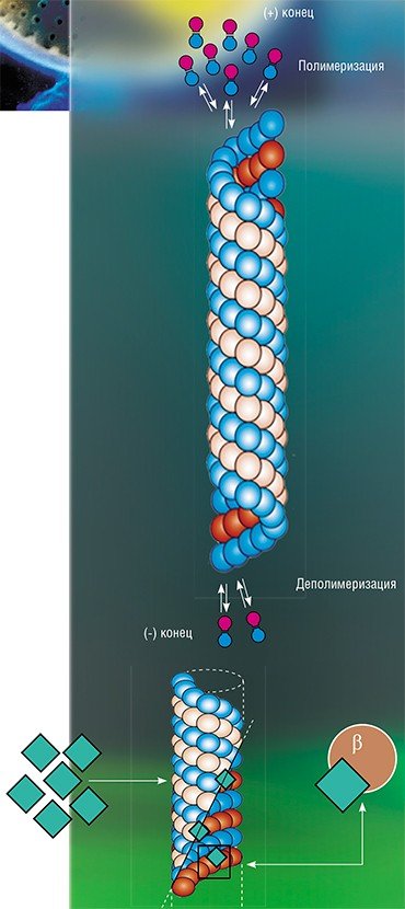 Схема работы микротрубочек и паклитаксела. По: (Dumontet, Jordan , 2010)