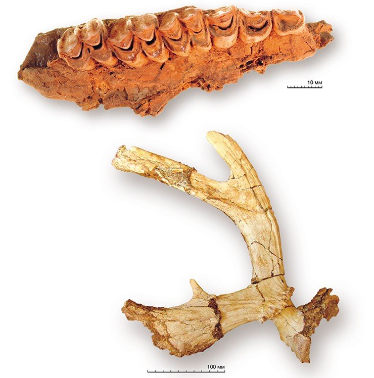 Фрагмент верхнего зубного ряда ископаемого большерогого оленя (вверху). Рог древнейшего представителя большерогих оленей – далекого предка гигантского ирландского оленя (внизу). Эта находка на Таралык-Чере – первая на территории России