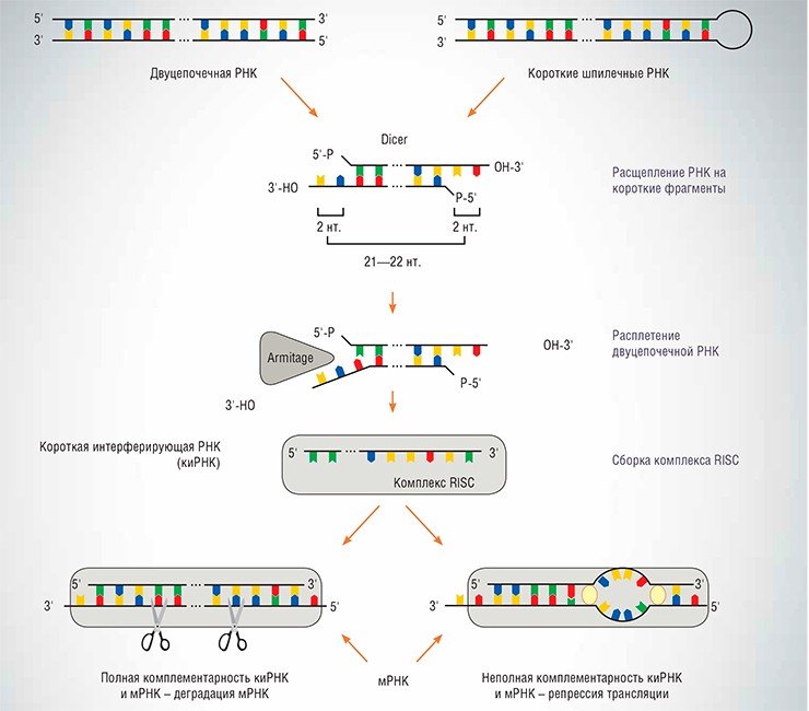 Суть механизма РНК-интерференции заключается в подавлении экспрессии генов линейными двуцепочечными или шпилечными РНК, ссодержащими гомологичные им последовательности. Сначала фермент-эндонуклеаза Dicer расщепляет такие РНК на короткие двуцепочечные РНК длиной 21—22 пары нуклеотидов, содержащие выступающие 3’-концы по два нуклеотида. Такие РНК затем «расплетаются» другим ферментом – РНК-геликазой Armitage. Эта стадия очень важна, потому что именно в это время определяется, какая из двух коротких цепочек будет работать дальше – «рабочей» цепочкой становится та, 5’-конец которой в дуплексе менее стабилен и легче расплетается. Далее на этом одноцепочечном кусочке РНК («короткой интерферирующей РНК», киРНК) собирается комплекс RISC, в состав которого входит, в частности, белок Argonaut, который опосредует образование комплементарного дуплекса между киРНК и конкретной мРНК, регулируемой при помощи РНК-интерференции 