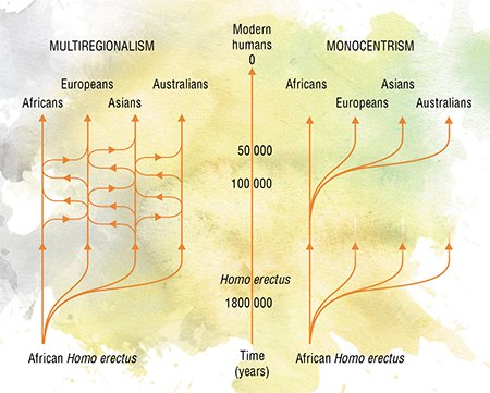 The theory of the origin and evolution of man has also been evolving. The simple linear model gave way to two tree-like ones. The multiregional model (left) assumes the independent formation of the modern man in different regions across the planet, and the monocentric model (right), which is based on the study of ancient DNA, insists on its African origin given limited interbreeding with archaic humans. Adapted from: (Gibbons, 2011)