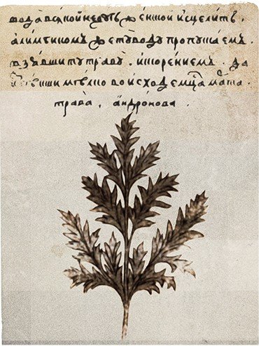 Страница из рукописи травника XVII в.