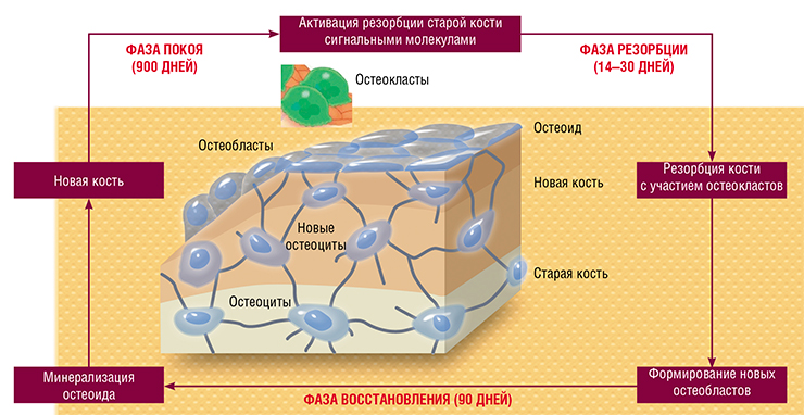 В тканях скелета постоянно идет процесс ремоделирования кости, в котором участвуют три типа клеток: остеобласты (молодые), остеоциты (зрелые) и остеокласты-«уничтожители». Отжившие свой век остеоциты подвергаются апоптозу (самоуничтожению) и поглощаются остеокластами. Остеобласты продуцируют, преимущественно из коллагена, костный матрикс – остеоид, который «цементируется» фосфатом кальция. Погруженные в твердый каркас остеобласты превращаются в остеоциты, неспособные к делению