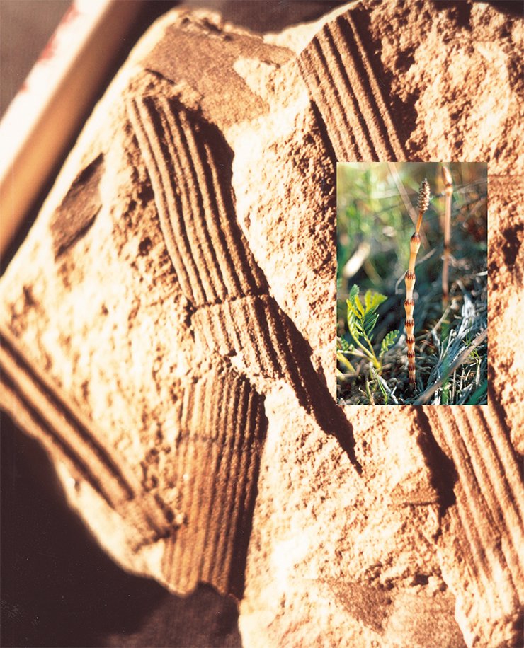 Паракаламитес (Paracalamites) – хвощевидное пермского периода. Спороносные весенние побеги хвоща полевого (Equisetum arvense L.), на верхушке которых видны стробилы – плотное собрание спорофиллов (справа)