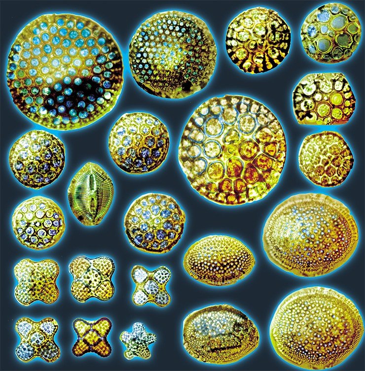 Диатомеи олигоцена и нижнего миоцена из разреза в северо-западной части Тихого океана. Световая микроскопия. (По: Gladenkov, Barron, 1995)