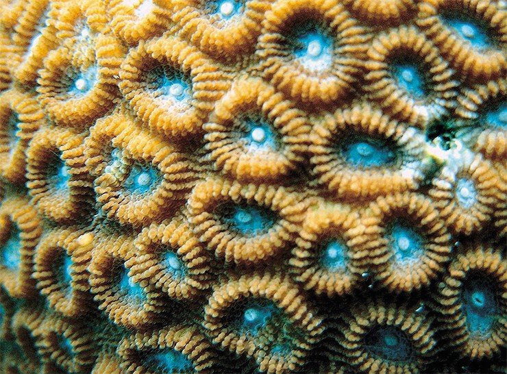 Коралловые полипы массивной колонии р. Favia 