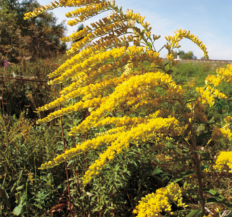 This plant, familiar to many, is the Canadian goldenrod (Solidago сanadensis L.). It is native to North America and has been cultivated in Europe since the XVII century as an ornamental plant. In Russia, it is known in culture since the middle of the XIX century. First records of finds in the wild date back to the end of the last century; the following decades saw the transformation of this species into an aggressor in Southern Siberia, including Kuzbass. Photo: R. T. Sheremetov