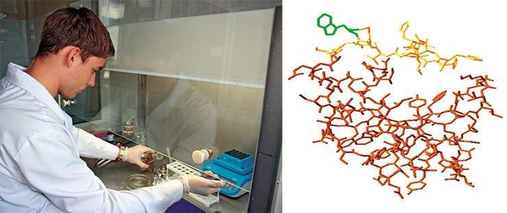 This peptide, contained in the envelope of some bacteriophage (bacterial virus) clones, is able to induce a specific immune response to the carcinogen benzopyrene. Left: A. V. Aver’yanov, a postgraduate student of the Laboratory of Immunochemistry with the Institute of Human Ecology, isolates a recombinant fragment of the monoclonal antibody to benzopyrene