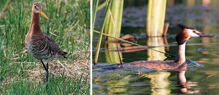 Самцы большого веретенника (слева), одного из обычных гнездящихся в Барабе куликов, после прилета играют в воздухе, летая над избранным для гнездования местом. Покачиваясь из стороны в сторону и сильно и отрывисто ударяя попеременно то правым, то левым крылом, они издают харктерный крик, похожий на «веретень». Чомга или большая поганка (справа) – настоящая водоплаваюшая птица и по суше передвигается с трудом. Гнездо чомги обычно плавучее; часто можно наблюдать, как птенцы прячутся в перьях на спине матери, которая спокойно ныряет, не боясь потерять под водой свое потомство. Фото А. Юрлова