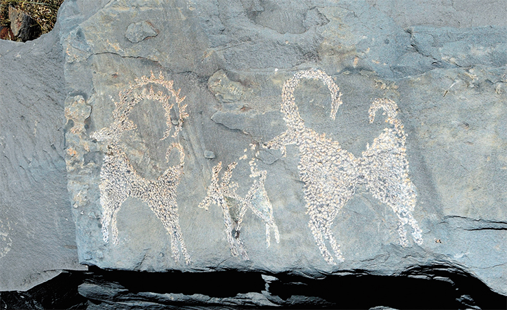 Petroglyphs at the Akshow site. Ibex images in the bitriangular style. Zanskar, 2019