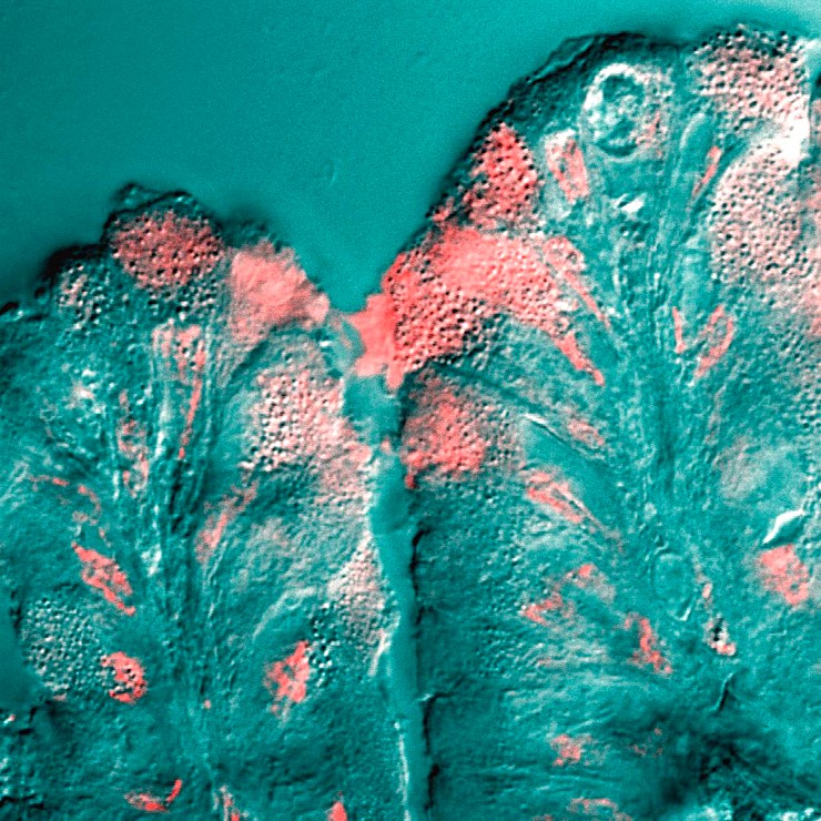 Клетки слизистой оболочки желудка, выделяющие слизь (розового цвета) в просвет желудка. © CC BY 2.5/The Path to Digestion Is Paved with Repair. Underwood J, PLoS Biology Vol. 4/9/2006, e307