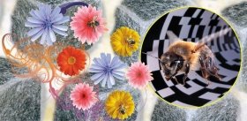 Что пчелы знают о цветах