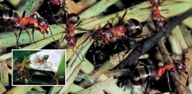 Язык муравьев до открытия доведет