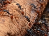Игры мозга: ослепшие в подземелье муравьи прозрели