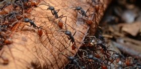 Игры мозга: ослепшие в подземелье муравьи прозрели