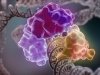 Противовирусный белок оказался «сырьем» для эволюции