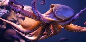 Осьминоги и кальмары: преимущества адаптивности