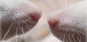 Министерство обороны США заказало ученым крыс-ищеек 