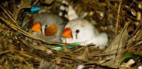 Зачем птицы поют песни своим яйцам