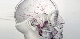 Умному мозгу – хорошее кровоснабжение