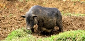 Гавайи - рай черных свиней