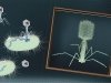 Бактериофаги: 100 лет на службе человечеству