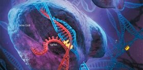 Метод редактирования генома CRISPR/Cas испытан на человеке