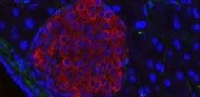 Ученые научили клетки почки вырабатывать инсулин