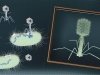 Bacteriophages: 100 years in the service of mankind