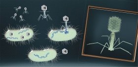 Bacteriophages: 100 years in the service of mankind