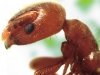 Как муравьи защищают свои «мегаполисы» от эпидемий