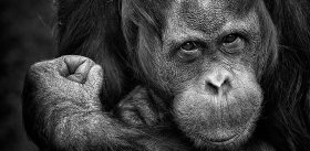 Шимпанзе как эволюционная модель человека