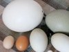 Разгадка формы птичьего яйца