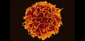И живые, и погибшие, регуляторные Т-лимфоциты препятствуют иммунотерапии рака