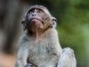 Клонирование обезьян –  это новые возможности для изучения механизма развития болезней