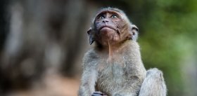 Клонирование обезьян –  это новые возможности для изучения механизма развития болезней