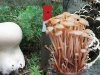 Гриб Фарма: грибы против вирусов и опухолей 