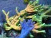Незаменимые для человека омега-3 жиры синтезируют кораллы, нематоды и даже перелетная саранча