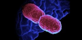 Инфекции можно победить, спровоцировав «войну» между разными бактериальными штаммами 